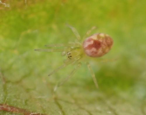 Réf. 195 262 : Nigma sp.